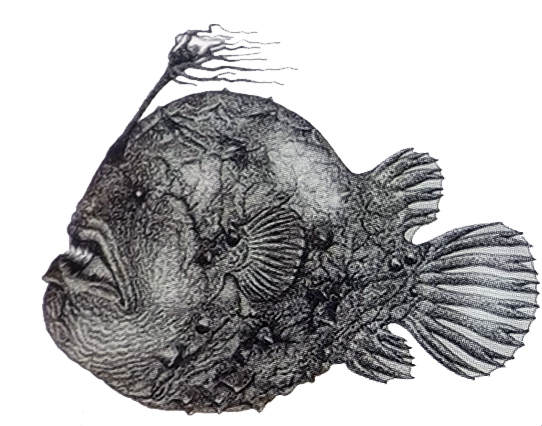 Himantolophus groenlandicus_01.jpg